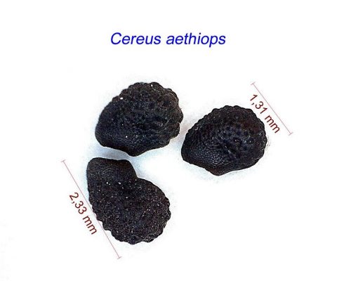بذر Cereus aethiops