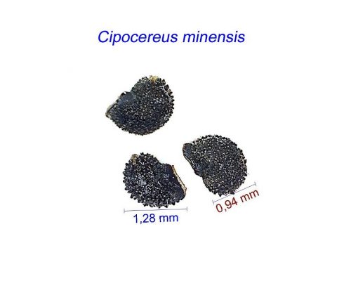 بذر Cipocereus minensis