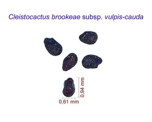 بذر Cleistocactus brookeae vulpis-cauda