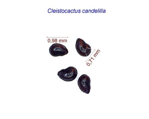 بذر Cleistocactus candelilla