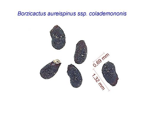 بذر Cleistocactus colademononis