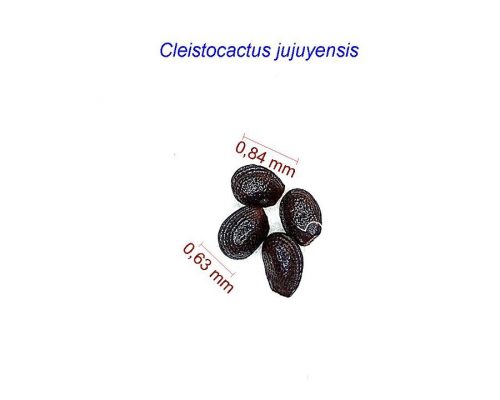 بذر Cleistocactus jujuyensis