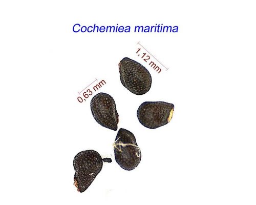 بذر Cochemiea maritima