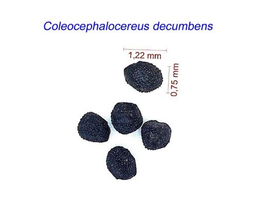 بذر Coleocephalocereus decumbens