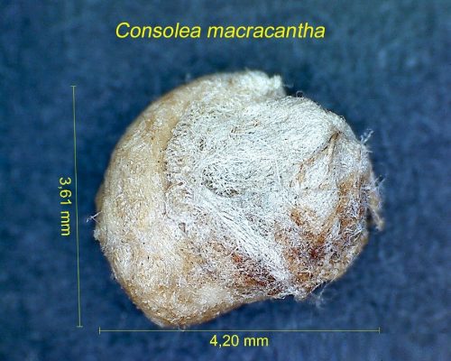 بذر Consolea macracantha