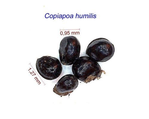 بذر Copiapoa humilis