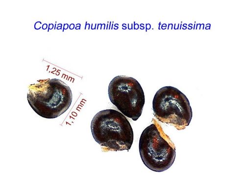 بذر Copiapoa humilis tenuissima