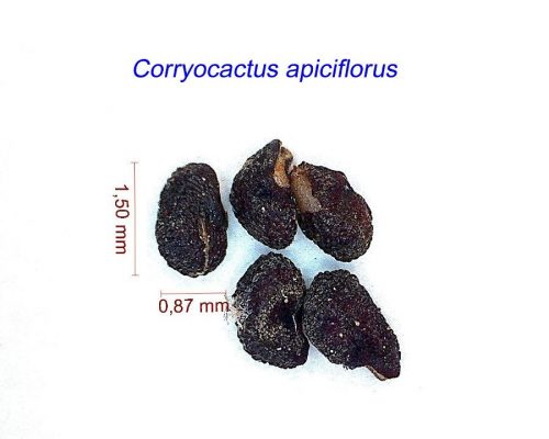 بذر Corryocactus apiciflorus