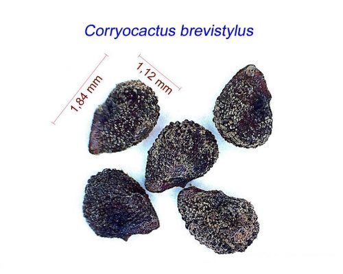 بذر Corryocactus brevistylus