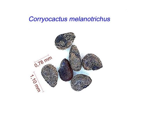بذر Corryocactus melanotrichus