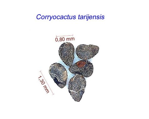 بذر Corryocactus tarijensis