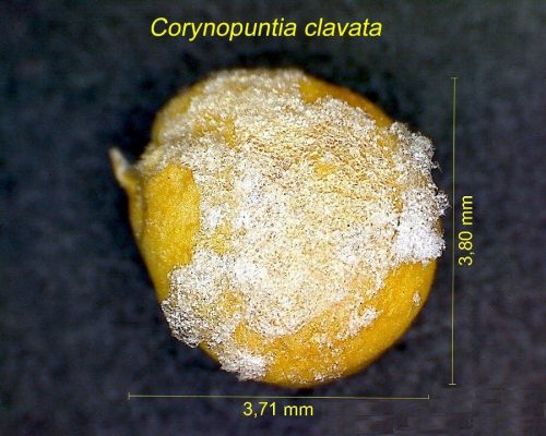 بذر Corynopuntia clavata