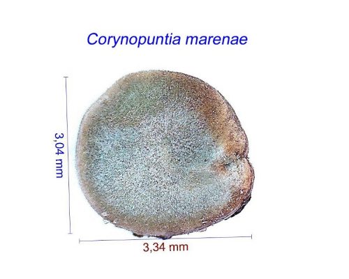 بذر Corynopuntia ex Marenopuntia marenae