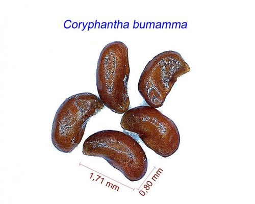 بذر Coryphantha bumamma