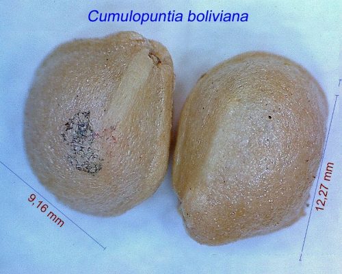 بذر Cumulopuntia boliviana ex Maihueniopsis