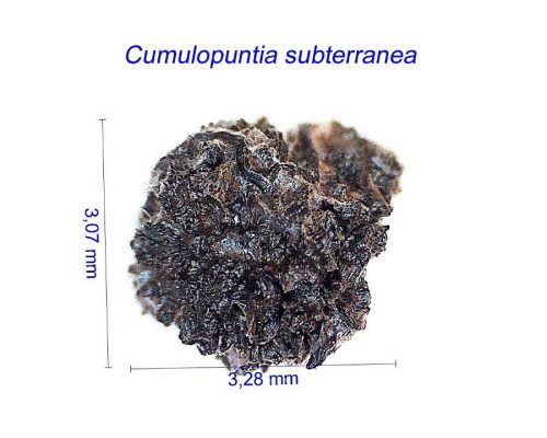بذر Cumulopuntia subterranea