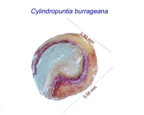 بذر Cylindropuntia burrageana