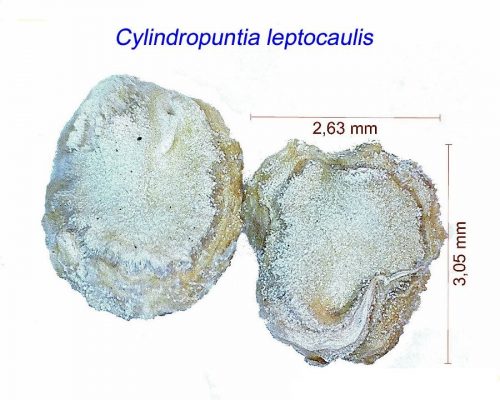 بذر Cylindropuntia leptocaulis