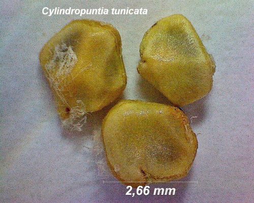 بذر Cylindropuntia tunicata