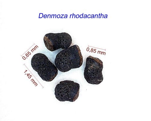 بذر Denmoza rhodacantha