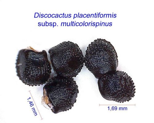 بذر Discocactus placentiformis multicolorispinus