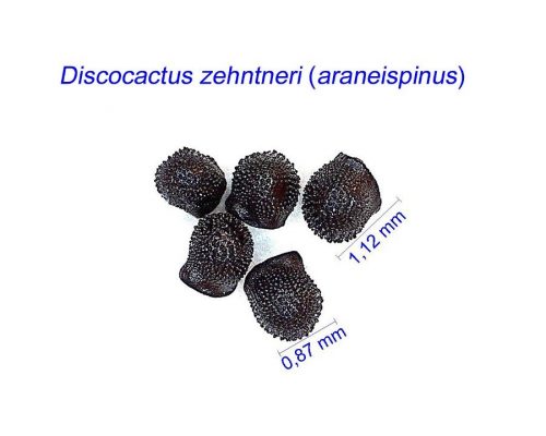 بذر Discocactus zehntneri araneispinus