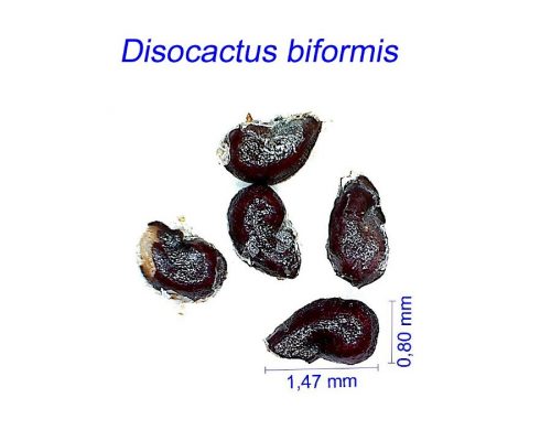 بذر Disocactus biformis