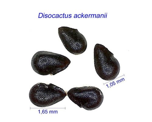 بذر Disocactus ex Nopalxochia ackermanii