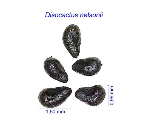 بذر Disocactus nelsonii