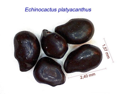 بذر Echinocactus platyacanthus