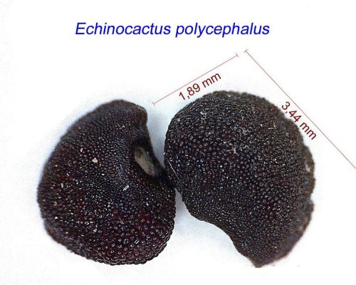 بذر Echinocactus polycephalus