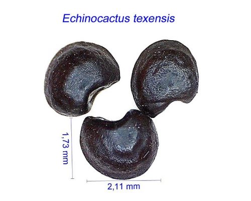 بذر Echinocactus texensis