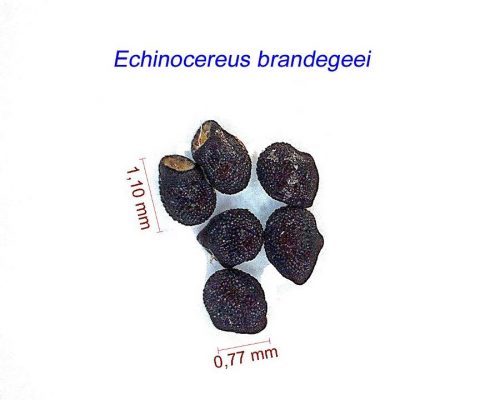 بذر Echinocereus brandegeei