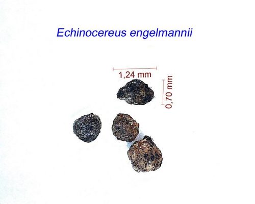 بذر Echinocereus engelmannii