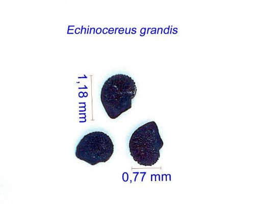 بذر Echinocereus grandis