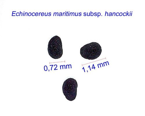بذر Echinocereus maritimus ssp. hancockii, Hipolito