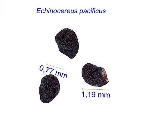 بذر Echinocereus pacificus
