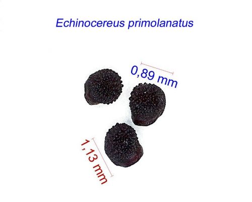 بذر Echinocereus primolanatus SB1037
