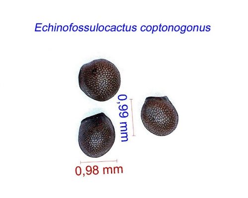 بذر اچینوفوسالوکاکتوس کوپتونوگونوس