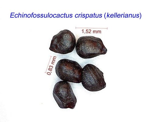 بذر اچینوفوسالوکاکتوس کریسپاتوس
