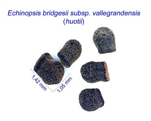بذر Echinopsis bridgesiii vallegrandensis ex huotii