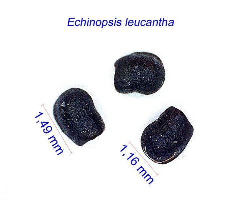 بذر Echinopsis leucantha