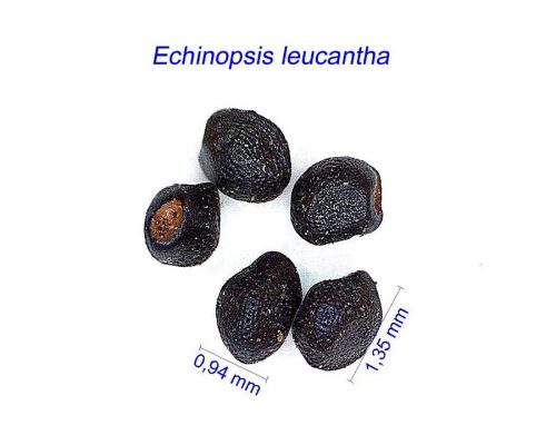 بذر Echinopsis leucantha