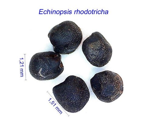بذر Echinopsis rhodotricha