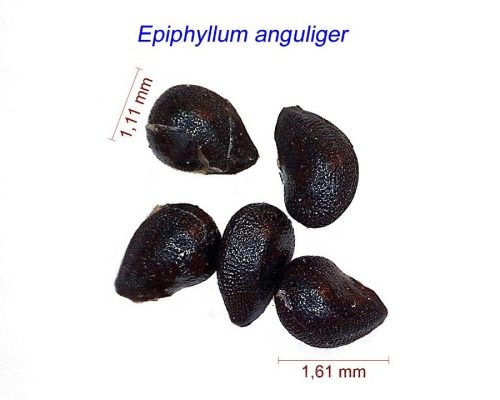 بذر Epiphyllum anguliger