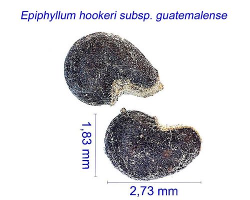 بذر Epiphyllum hookeri subsp. guatemalense