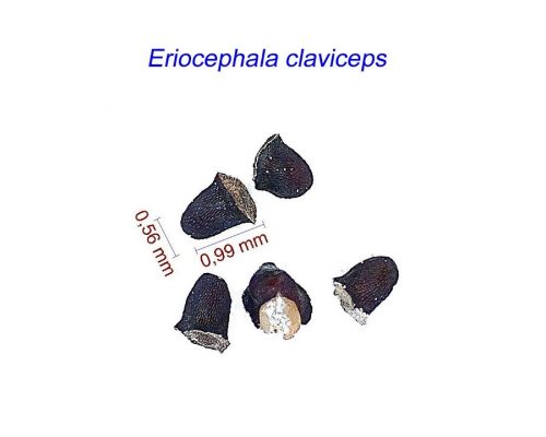 بذر Eriocephala claviceps