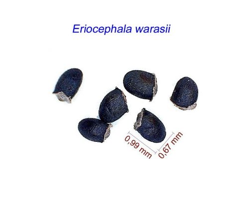 بذر Eriocephala warasii