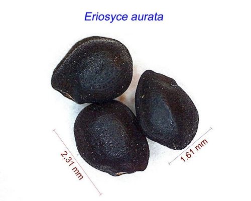 بذر Eriosyce aurata