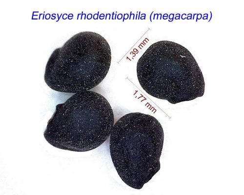 بذر Eriosyce rhodentiophila